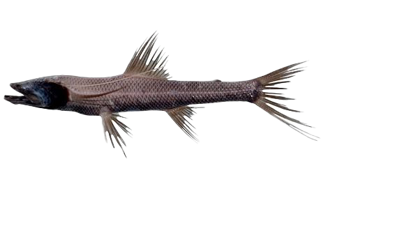 abysall