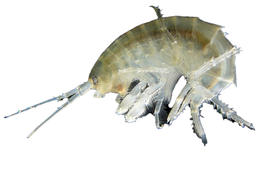 Amphipoda