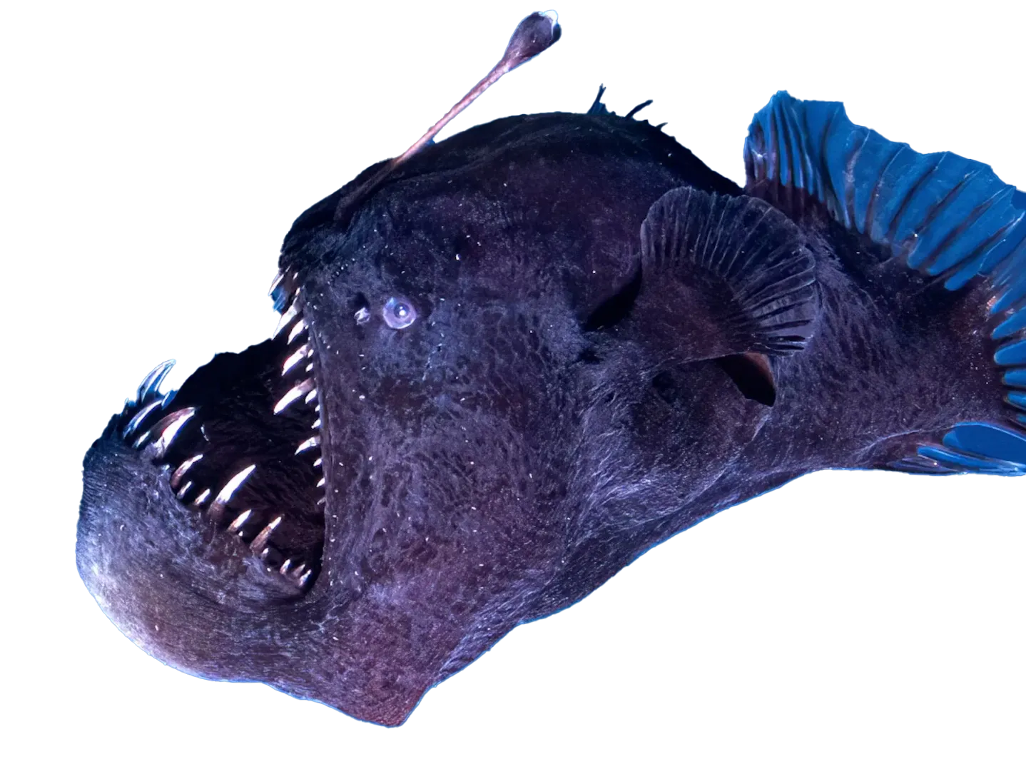 anglerfish