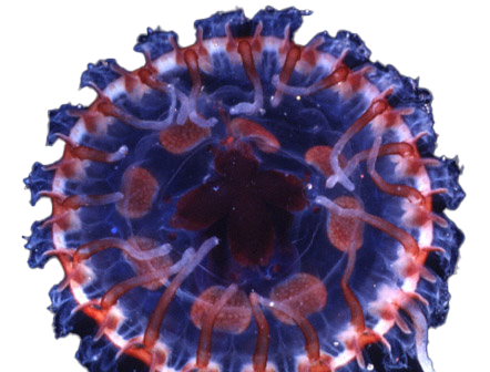 atolla