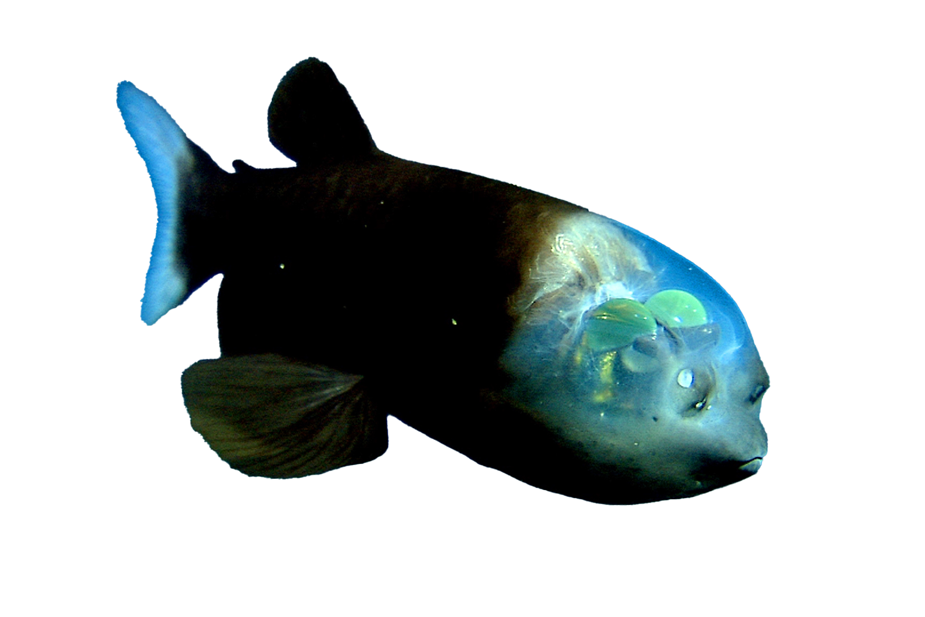 Barreleye