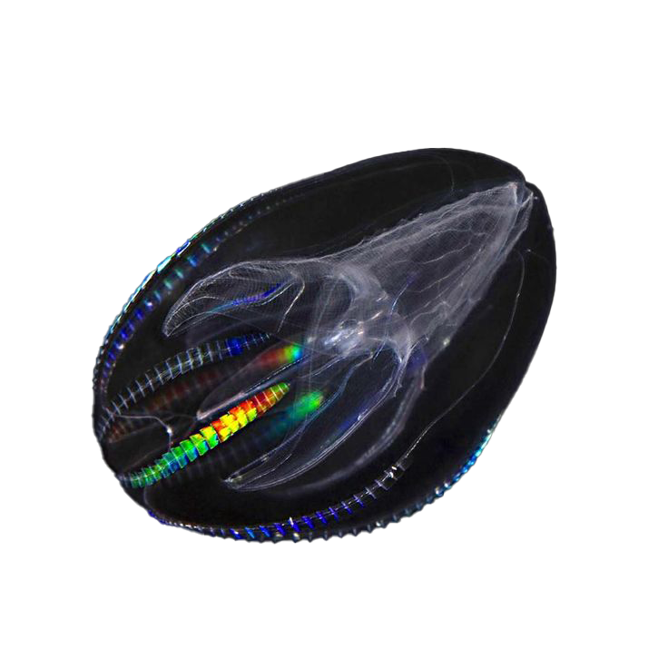 Bioluminiscencija