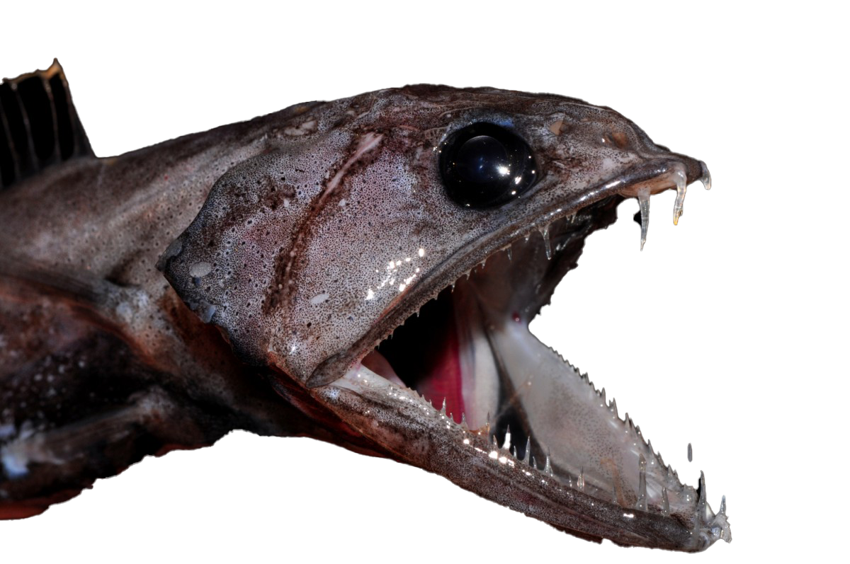 blackswallover