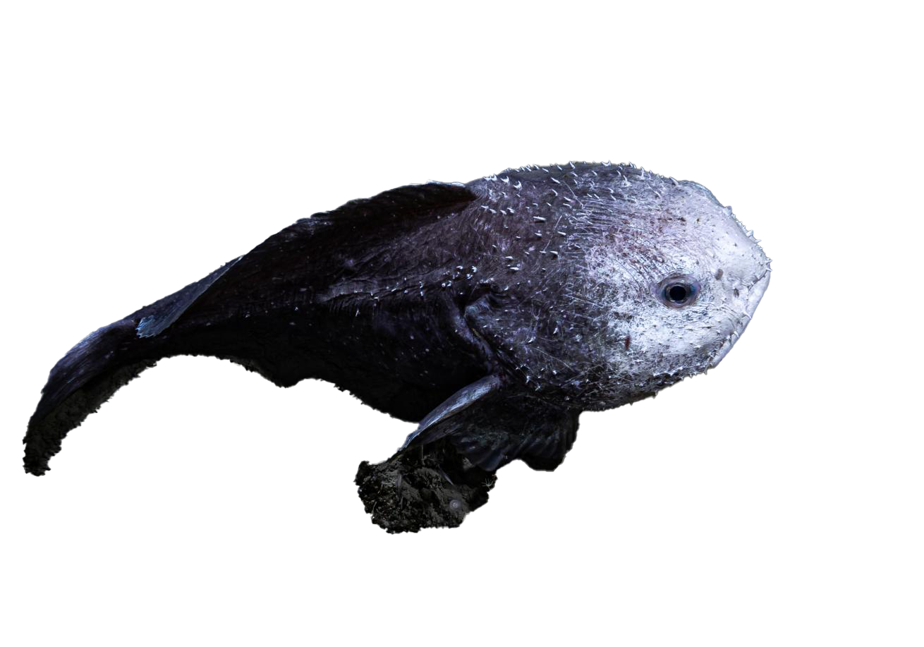 Blobfish