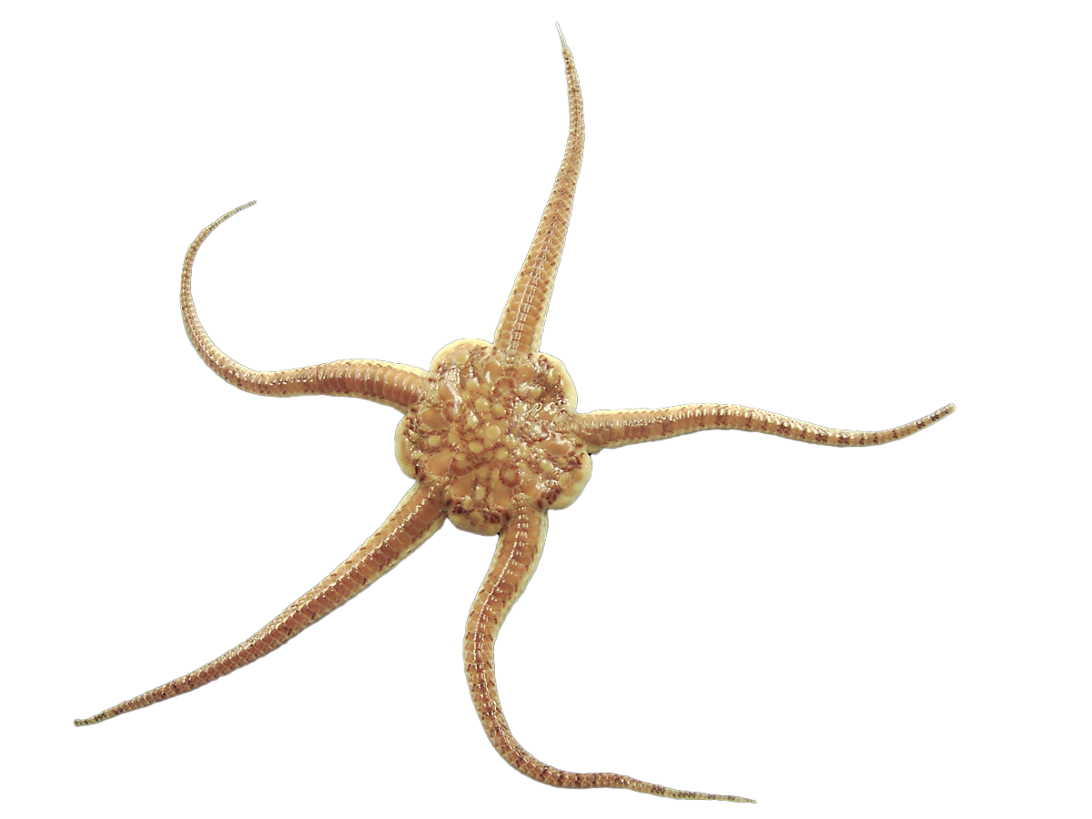 brittlestar