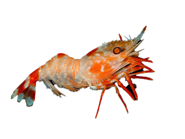 Caridea