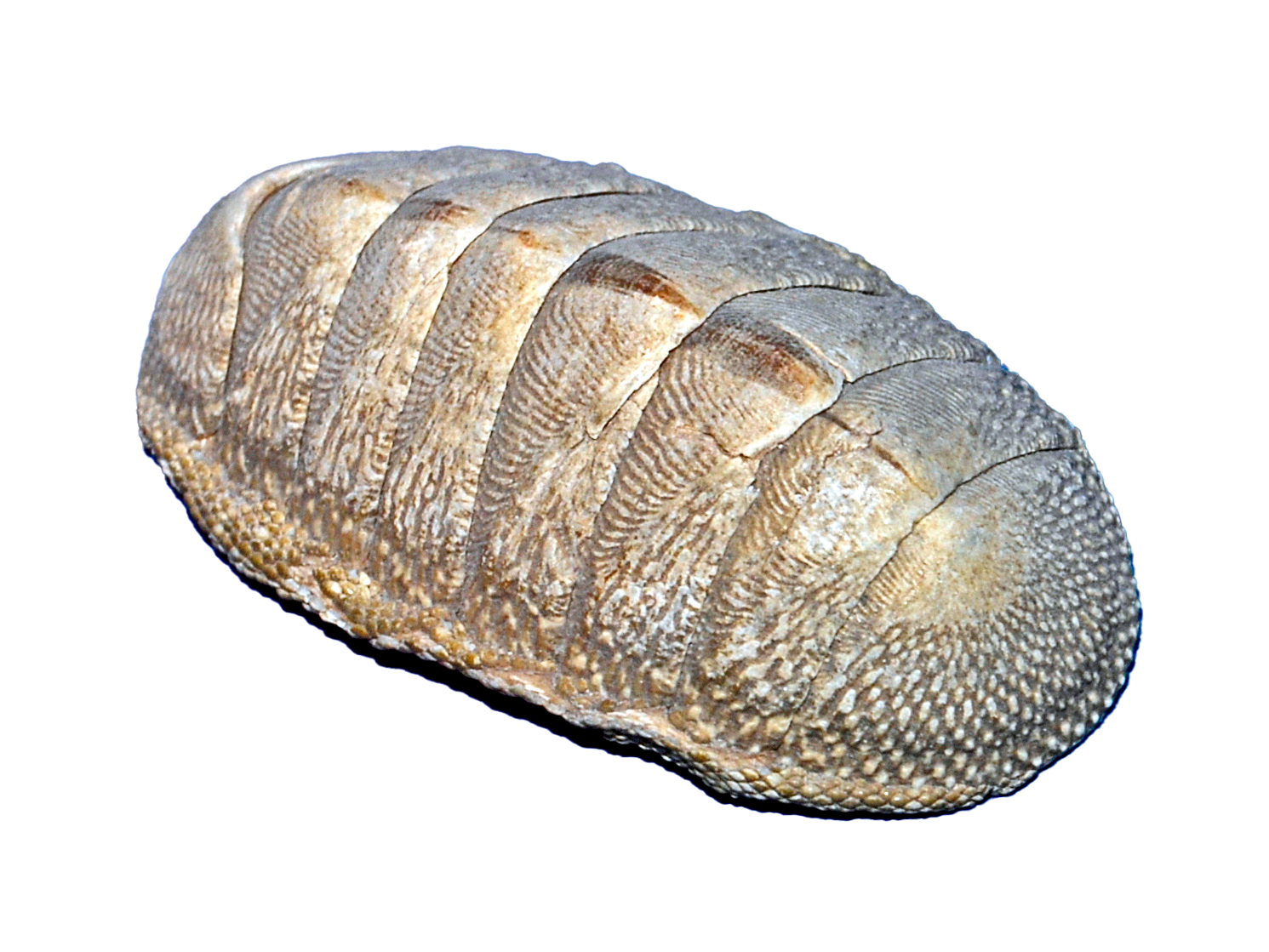 chiton