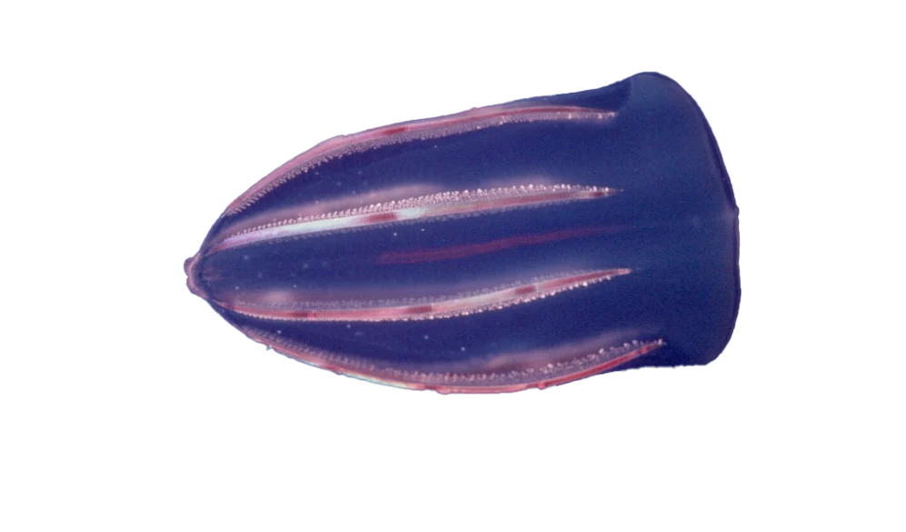 combJelly