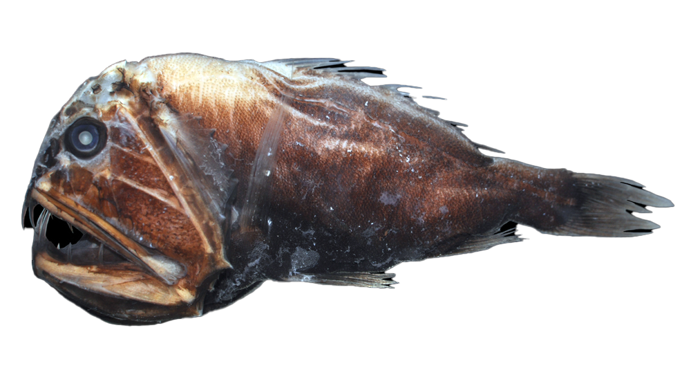 Fangtooth