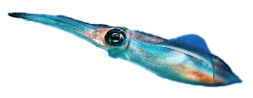 FireflySquid