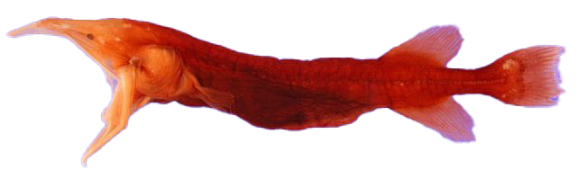 flabbyWhalefish
