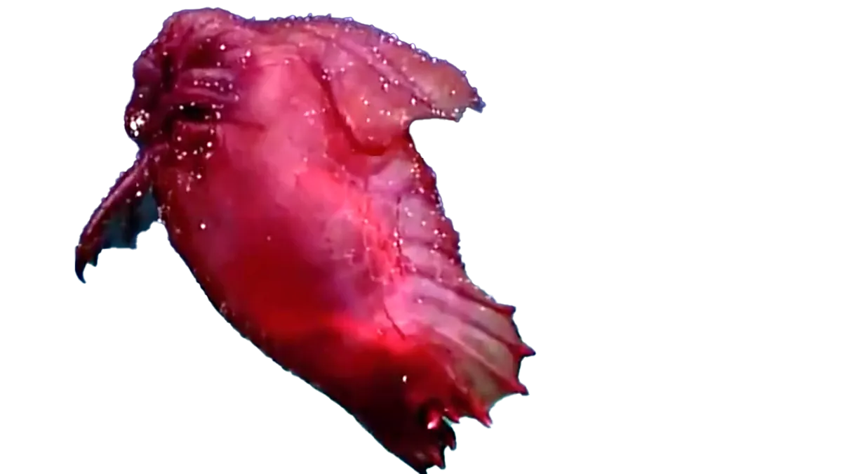 headlesschickenfish