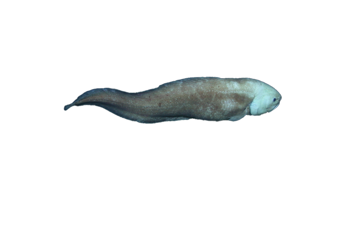 hujka