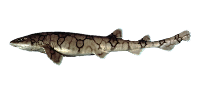 ChainCatshark