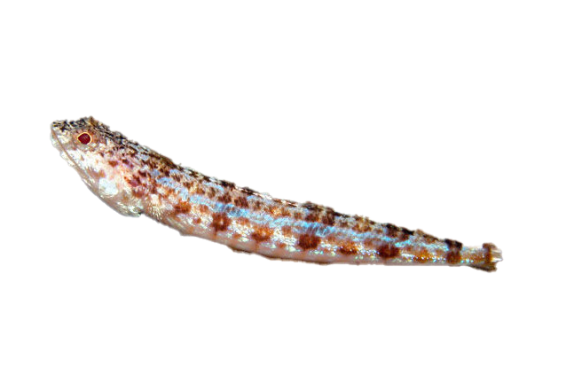 lizardfish