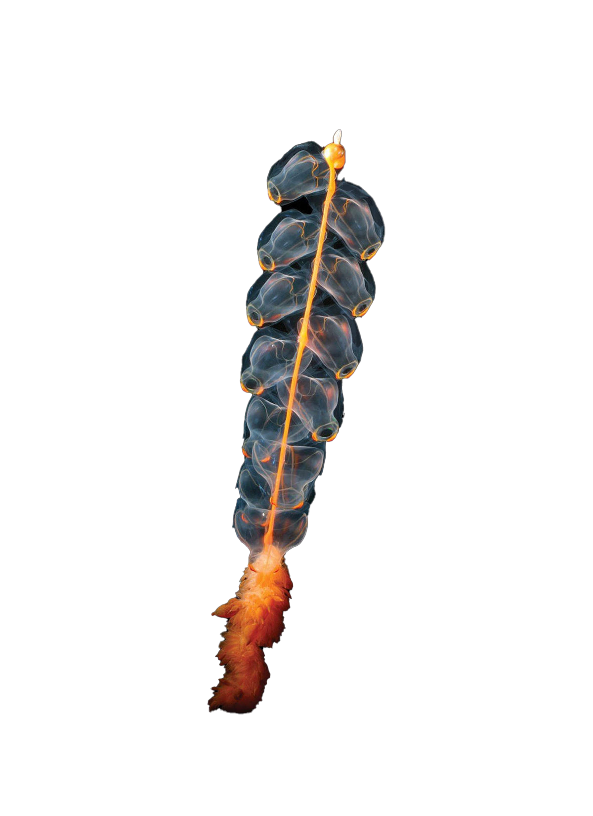 marrusOrthocanna