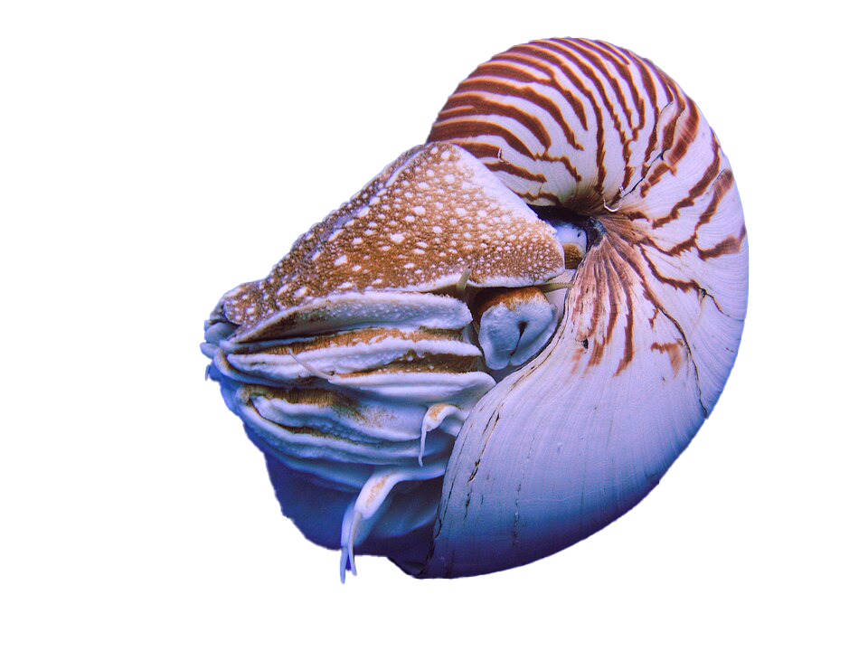 Nautilidae