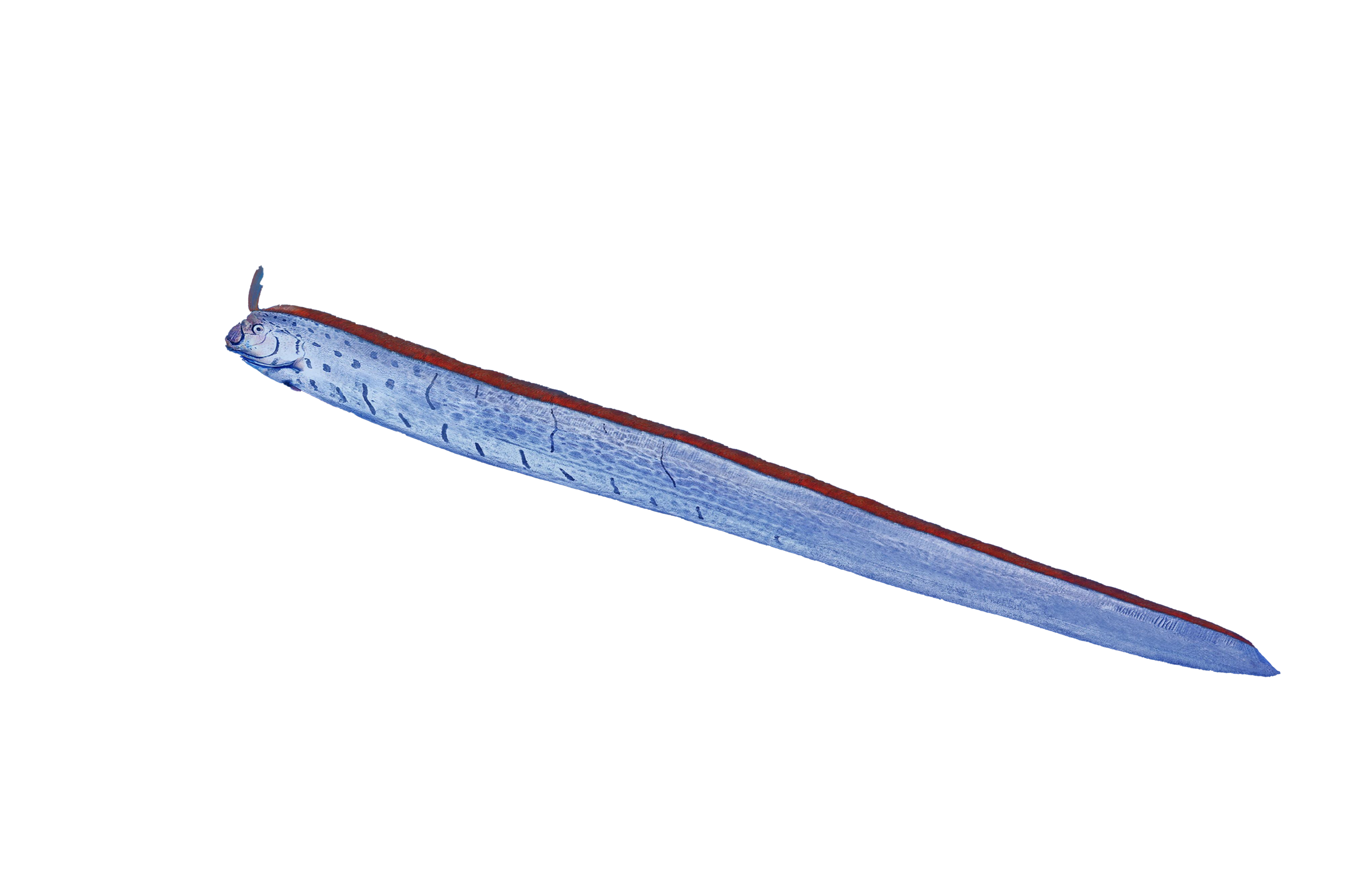 oarfish