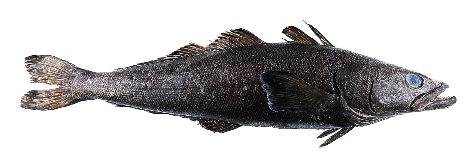 patagonianToothfish