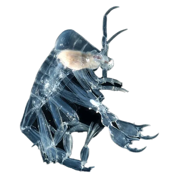 phronima