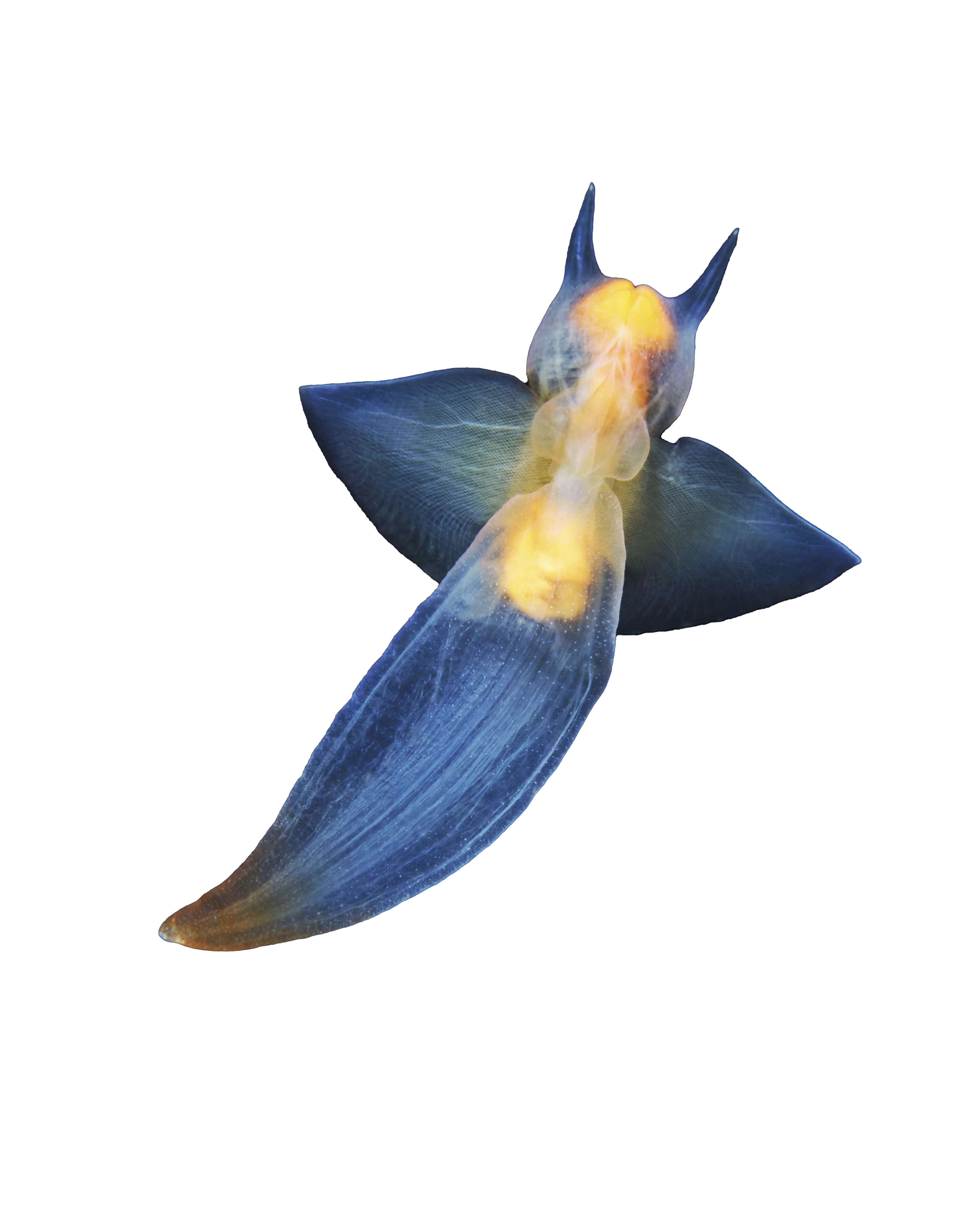 seaAngel