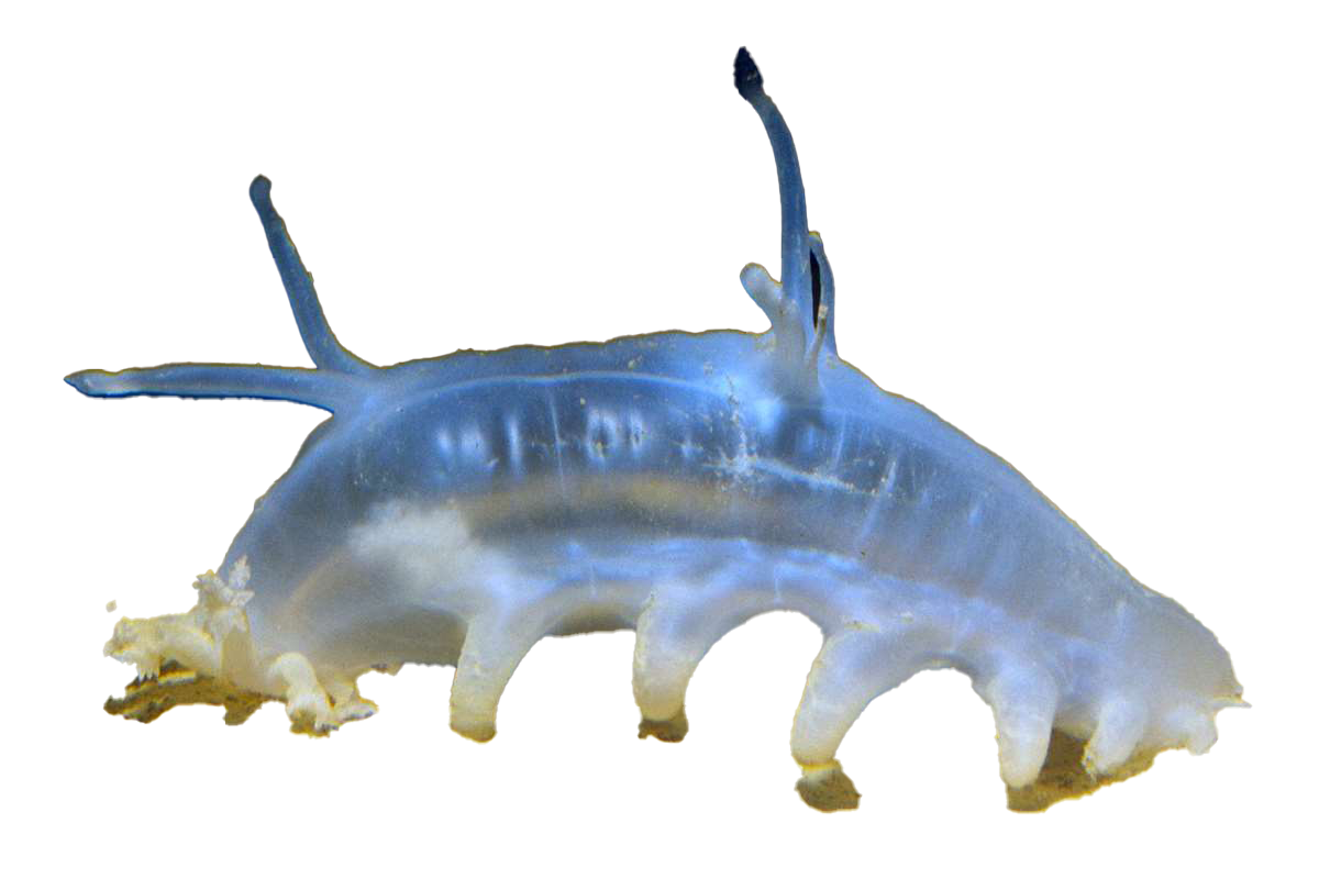 seapig