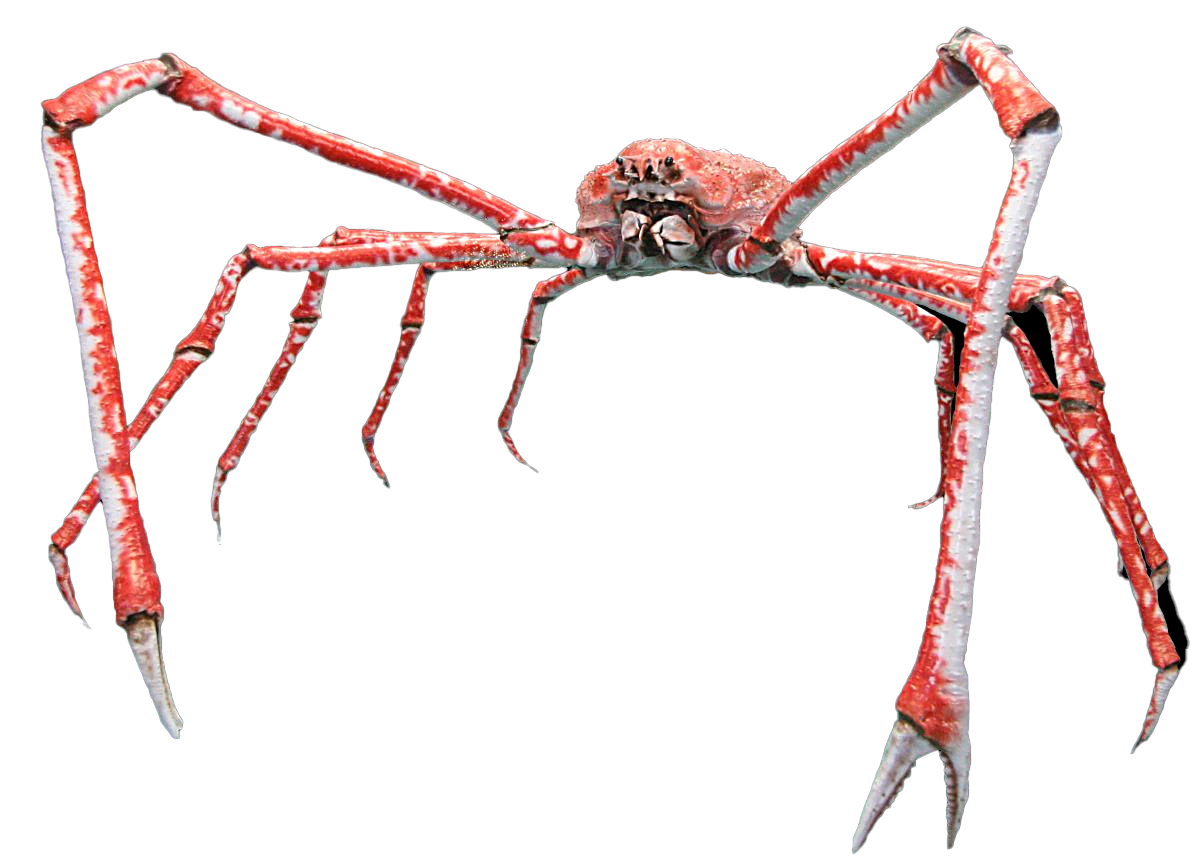 japaneseSpiderCrab