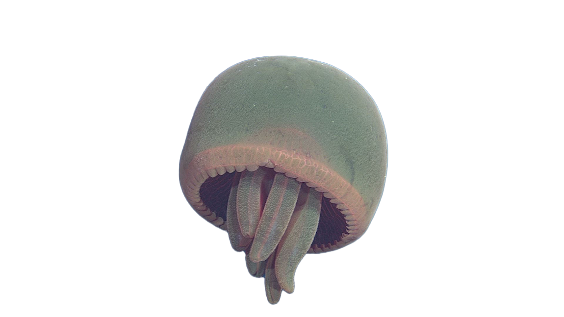 bigRedJellyfish
