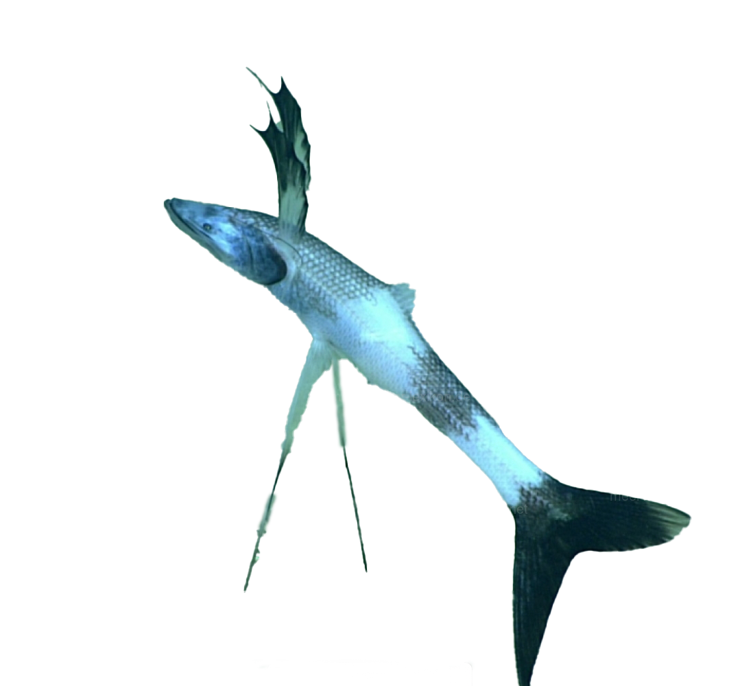 tripod