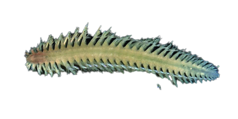 Vigtorniella